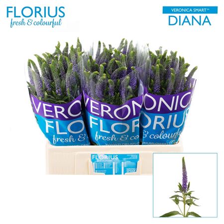 Veron Clea Diana