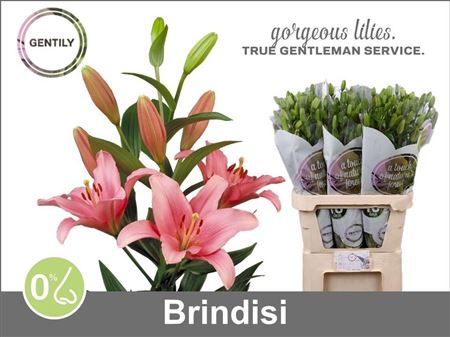 Lilium La Brindisi 90cm 4/5bl