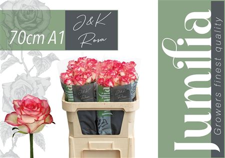 Rosa Jumilia 70cm