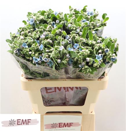 Oxypetal Tan Pur Blu