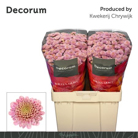 Chrysanthemum Santini Ellison Sweet 135gram