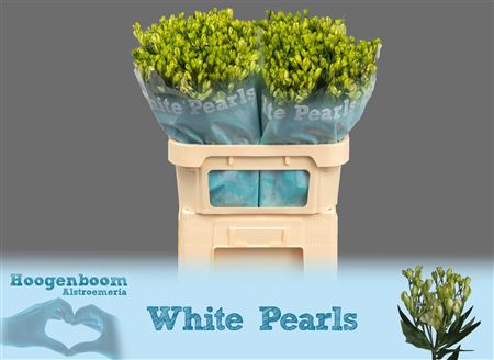Alstr Fl Whi Pearls 70cm