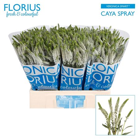 Veron Caya