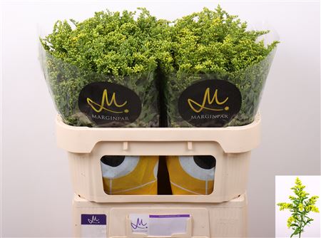 Solidago Carzan Glory 70cm 40gram