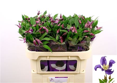 Clematis Blue Pirouette 70cm