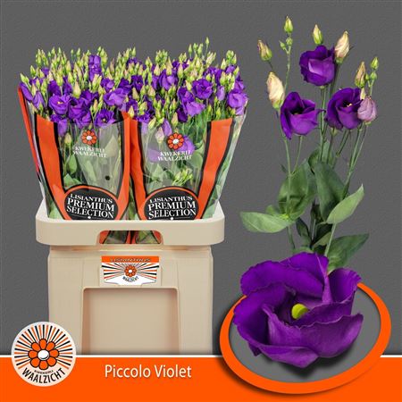 Lisianthus Single Piccolo Violet 70cm