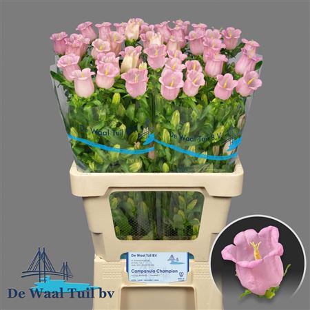 Camp M Cam Pear Pink