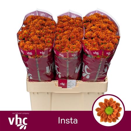 Chrysanthemum Santini Insta 100gram