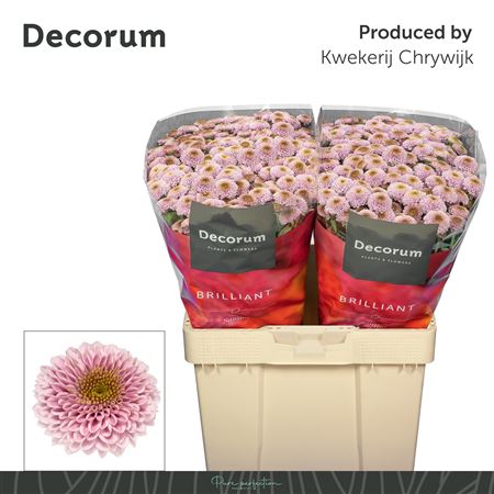 Chrysanthemum Santini Doria Pink 145gram