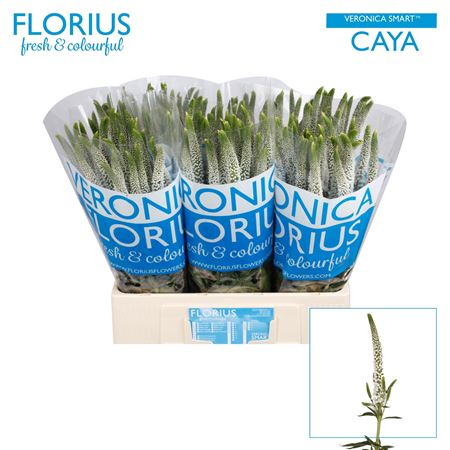 Veron Caya
