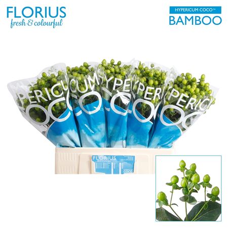 Hyp Coco Bamboo