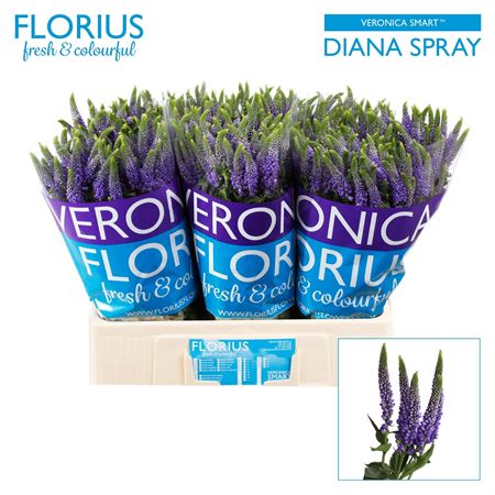 Veron Clea Diana