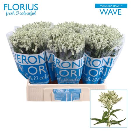 Veron Smart Wave