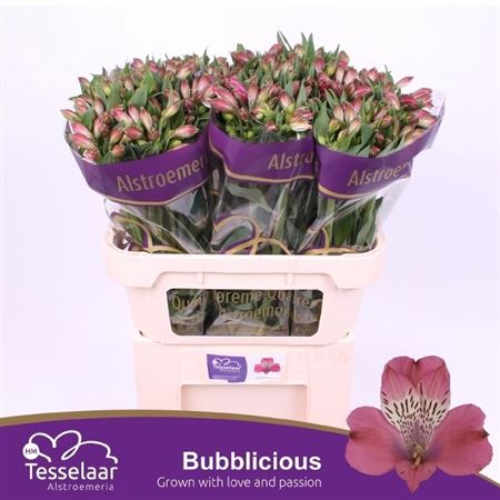 Alstr Bubblicious 70cm 75gram