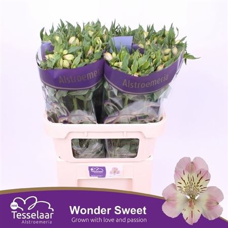 Alstr Wonder Street 70cm 70gram