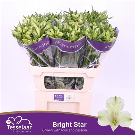 Alstr Bright Star 70cm 55gram