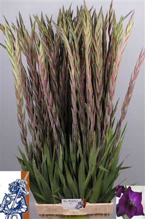Glad Gr Purple Flora