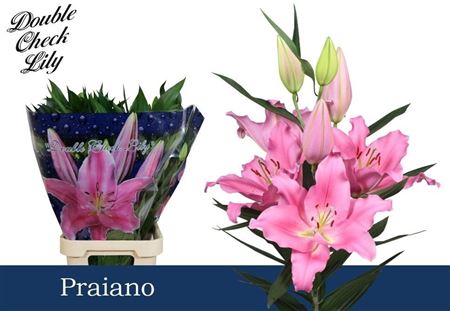 Lilium Or Praiano 100cm 5/7bl