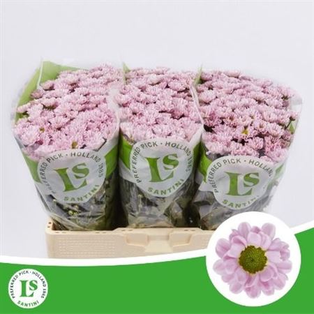 Chrysanthemum Santini Rossi Pink 110gram