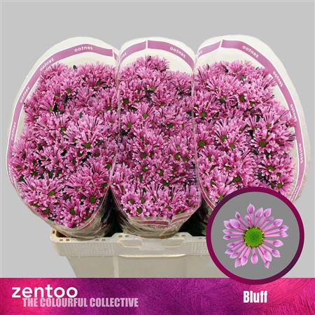Chrysanthemum Santini Bluff 100gram