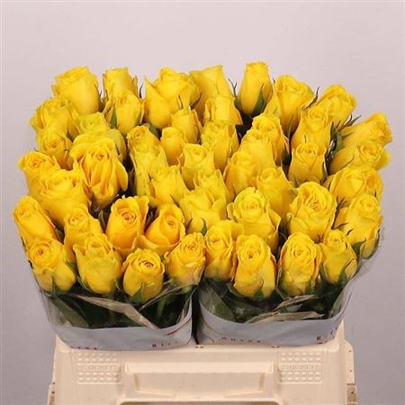 Rosa Goldfinch 40cm