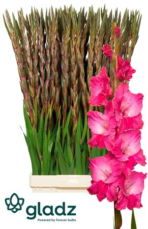 Glad Gr Fairyta Pink