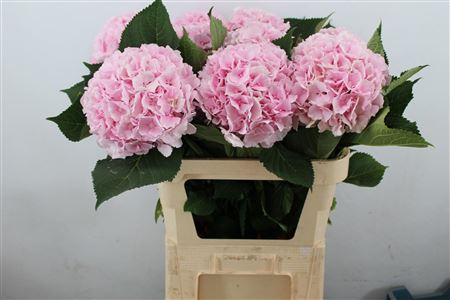 Hydr M Verena