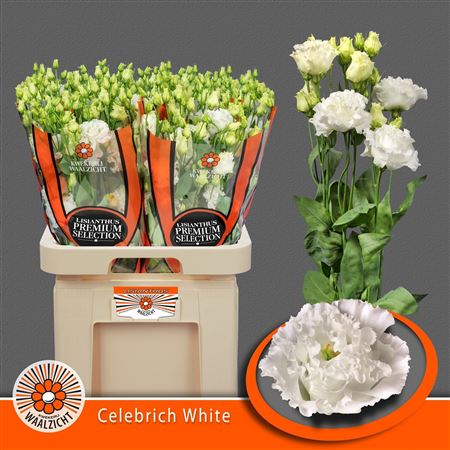 Lisianthus Double Celebrich White 70cm