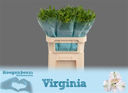 Alstr Virginia 70cm 75gram