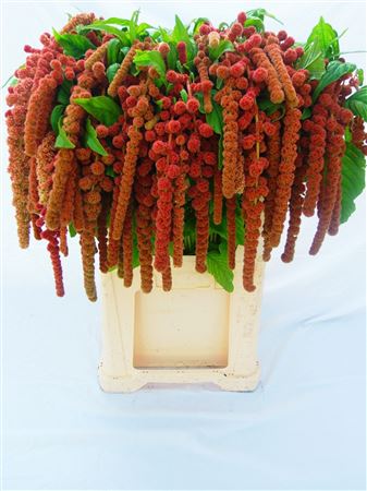 Amar Ca Coral Founta