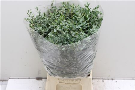 Euc Parvifolia Kort