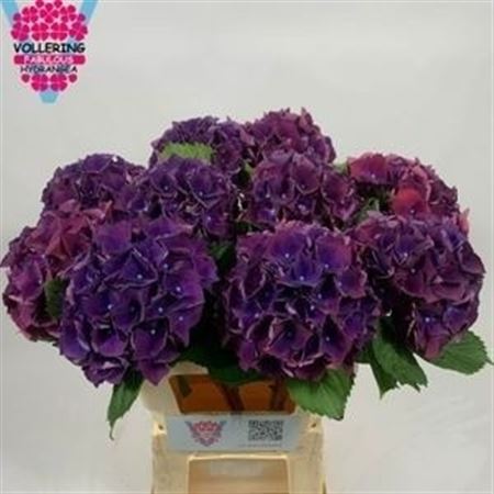 Hydr M Royal King