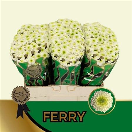 Chrysanthemum Santini Ferry 110gram