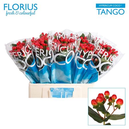 Hyp Coco Tango