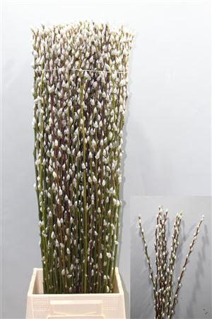 Salix Ca Snow Flake