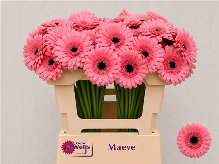 Germini Maeve 50cm