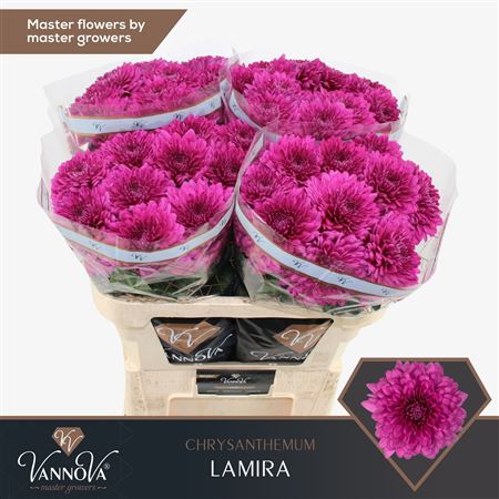 Chrys Single Lamira 70cm 90gram