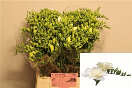 Freesia Double Volante 17gram