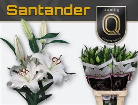 Lilium Or Santander 100cm 5/7bl