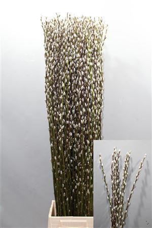 Salix Ca Snow Flake
