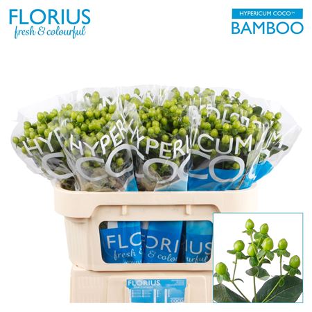 Hypericum Coco Bamboo Green 70cm