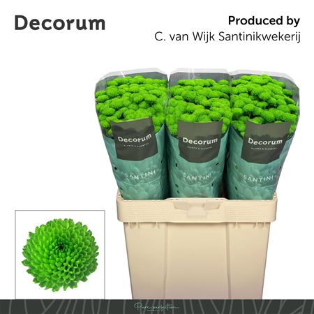 Chrysanthemum Santini Country 120gram