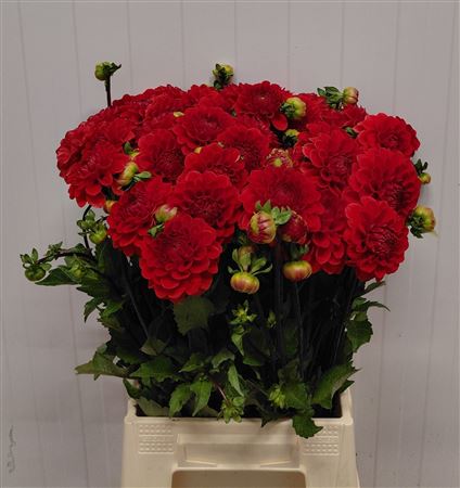Dahl Red Cap
