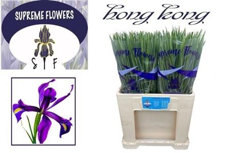 Iris Hong Kong