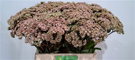 Sedum Matrona