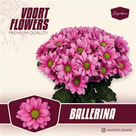 Chrysanthemum Spray Ballerina 80gram