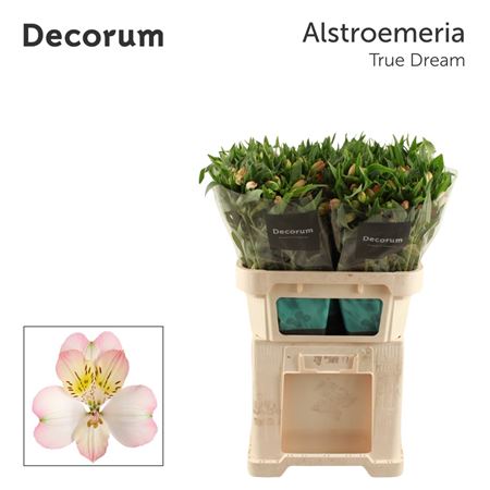 Alstroemeria True Dream 70cm 70gram