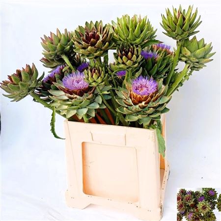 Cynara Sc Green Glob