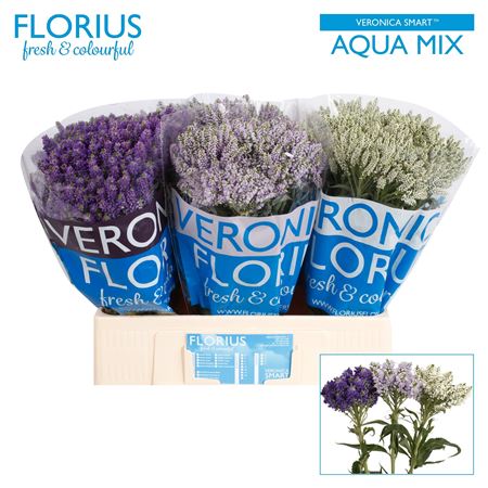 Veron Smart Aqua Gem