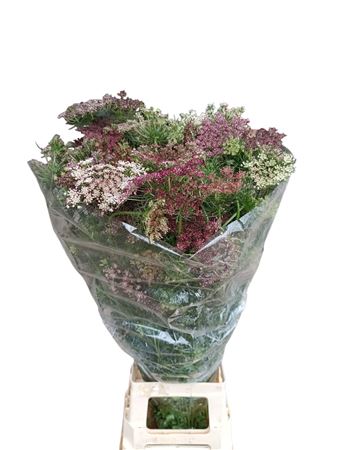 Daucus Carota Dara